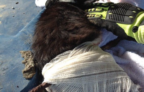 Bombeiros de Itapoa resgatam gata que se acidentou em vergalhao de construcao 07