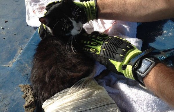 Bombeiros de Itapoa resgatam gata que se acidentou em vergalhao de construcao 08