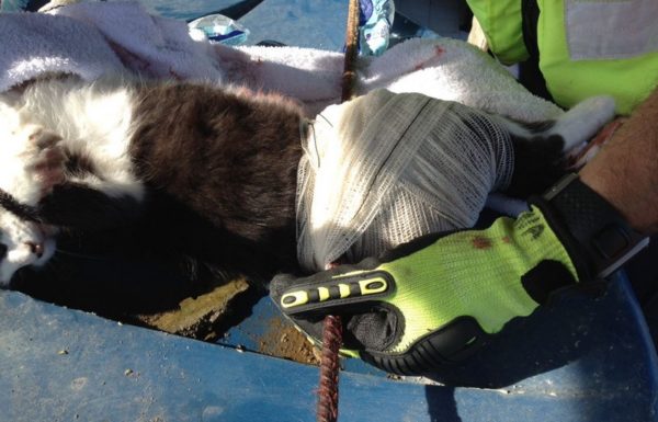 Bombeiros de Itapoa resgatam gata que se acidentou em vergalhao de construcao 09