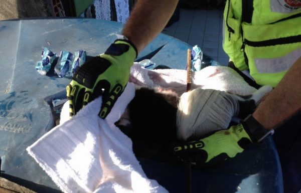 Bombeiros de Itapoa resgatam gata que se acidentou em vergalhao de construcao 11