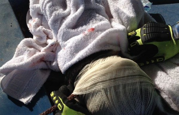 Bombeiros de Itapoa resgatam gata que se acidentou em vergalhao de construcao 12