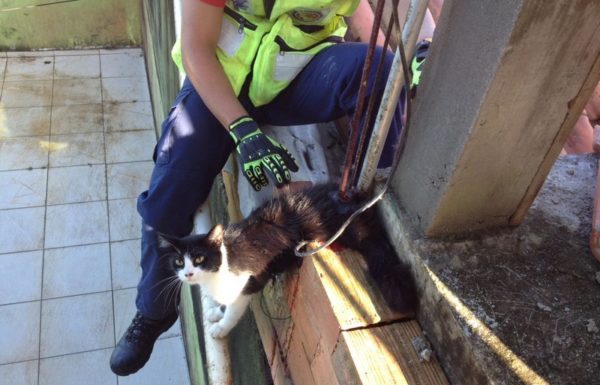 Bombeiros de Itapoa resgatam gata que se acidentou em vergalhao de construcao 13