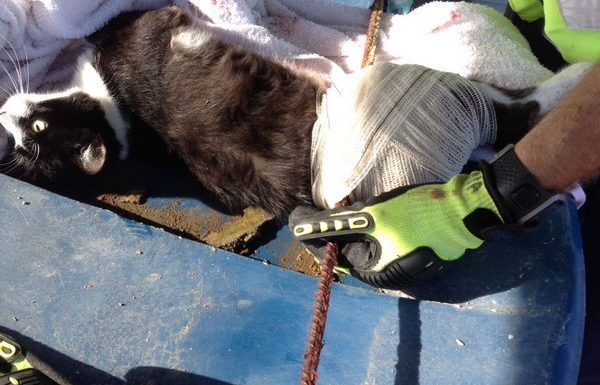 Bombeiros de Itapoa resgatam gata que se acidentou em vergalhao de construcao 14