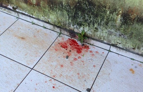 Bombeiros de Itapoa resgatam gata que se acidentou em vergalhao de construcao 15