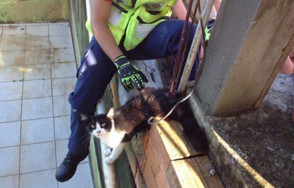 Bombeiros de Itapoa resgatam gata que se acidentou em vergalhao de construcao 16