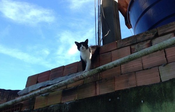 Bombeiros de Itapoa resgatam gata que se acidentou em vergalhao de construcao 17