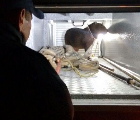 Bombeiros de Itapoa capturam capivara em perigo e a devolvem ao seu habitat natural 01