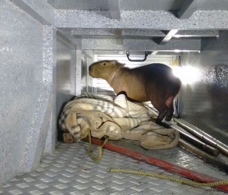 Bombeiros de Itapoa capturam capivara em perigo e a devolvem ao seu habitat natural 02