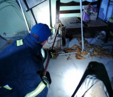 Bombeiros de Itapoa capturam capivara em perigo e a devolvem ao seu habitat natural 03