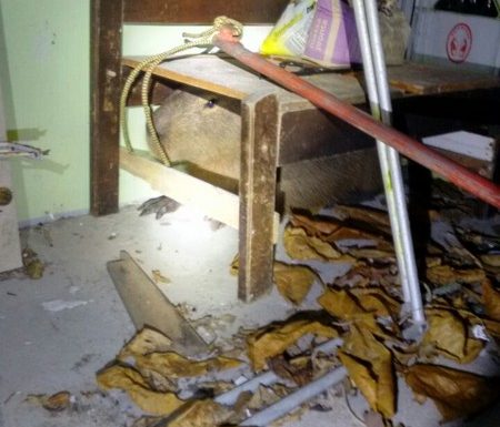 Bombeiros de Itapoa capturam capivara em perigo e a devolvem ao seu habitat natural 04