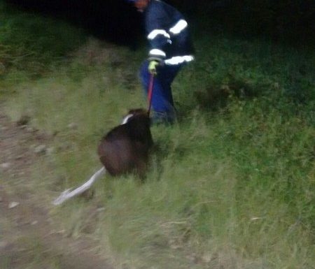 Bombeiros de Itapoa capturam capivara em perigo e a devolvem ao seu habitat natural 06