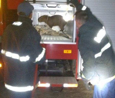 Bombeiros de Itapoa capturam capivara em perigo e a devolvem ao seu habitat natural 07