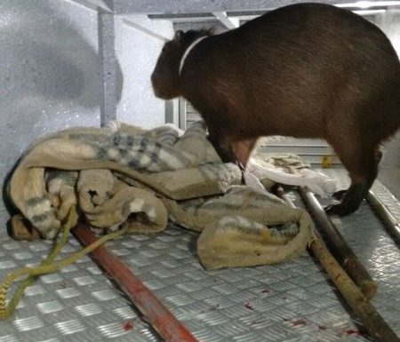 Bombeiros de Itapoa capturam capivara em perigo e a devolvem ao seu habitat natural 10