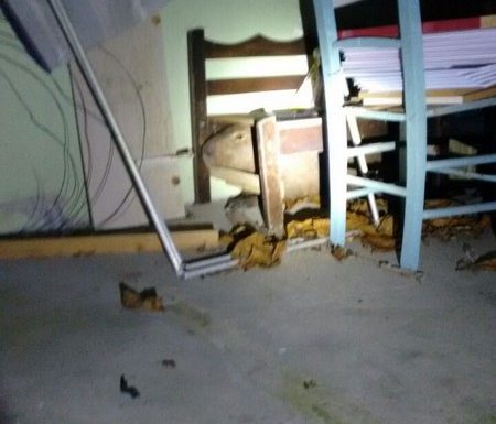 Bombeiros de Itapoa capturam capivara em perigo e a devolvem ao seu habitat natural 11