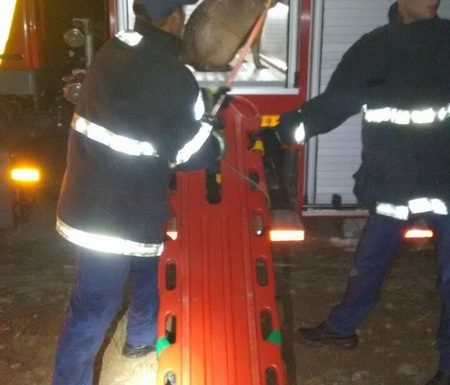 Bombeiros de Itapoa capturam capivara em perigo e a devolvem ao seu habitat natural 12