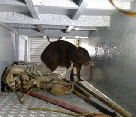 Bombeiros de Itapoa capturam capivara em perigo e a devolvem ao seu habitat natural 14