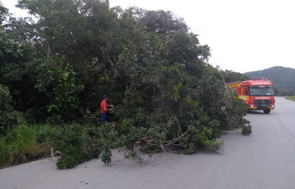 Bombeiros de Itapoa realizam corte de arvore sobre rodovia e atendimento pre-hospitalar 2