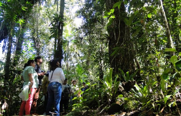 Projeto Sempre Verde, do Porto Itapoa, promove visitas a Reserva Volta Velha 1