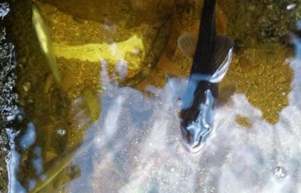 Rio sao Joao, de Garuva, contaminado apos acidente entre tres caminhoes na BR-376 2