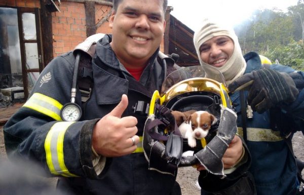 Dois filhotes de cachorro sao resgatados de ineêndio a residencia, pelos bombeiros de Itapoa 09