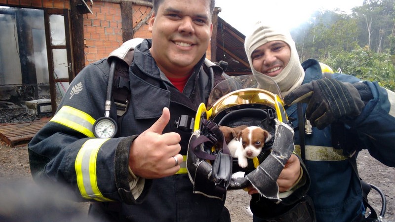 Dois filhotes de cachorro sao resgatados de ineêndio a residencia, pelos bombeiros de Itapoa 09