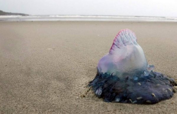 Surgimento de aguas-vivas e caravelas na faixa de areia de Itapoa exige cautela dos banhistas