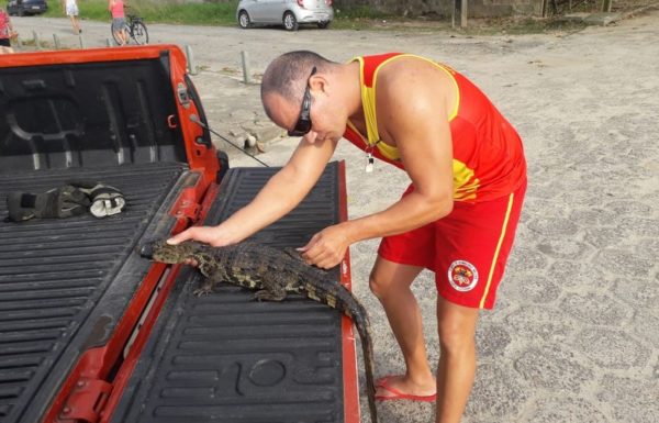 Com boca amarrada, filhote de jacare resgatado por guarda-vidas em Itapoa 1