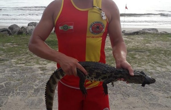 Com boca amarrada, filhote de jacare resgatado por guarda-vidas em Itapoa 2