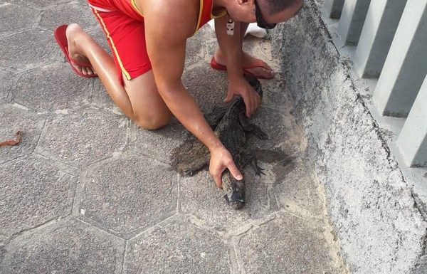 Com boca amarrada, filhote de jacare resgatado por guarda-vidas em Itapoa 3