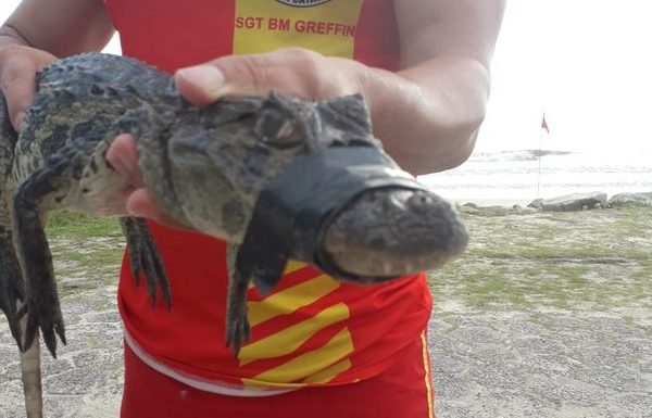 Com boca amarrada, filhote de jacare resgatado por guarda-vidas em Itapoa 4