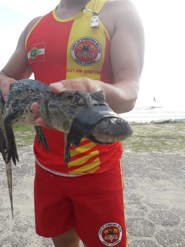 Com boca amarrada, filhote de jacare resgatado por guarda-vidas em Itapoa 4