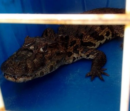 Com boca amarrada, filhote de jacare resgatado por guarda-vidas em Itapoa 5