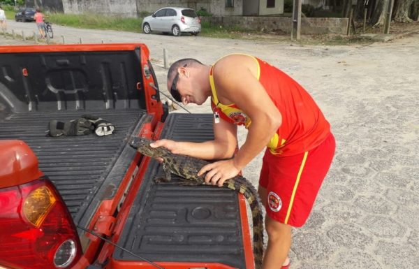 Com boca amarrada, filhote de jacare resgatado por guarda-vidas em Itapoa 6