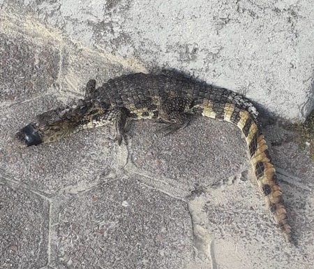 Com boca amarrada, filhote de jacare resgatado por guarda-vidas em Itapoa 7