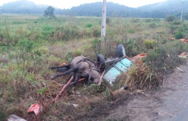 Cavalo morre e carroceiro fica ferido em acidente com caminhao na SC-416 em Itapoa 3