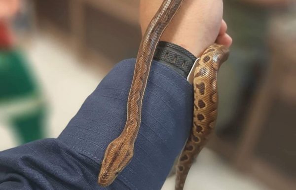 Bombeiros de Itapoa participam de instrucao de manejo de animais silvestres no Porto Itapoa 1