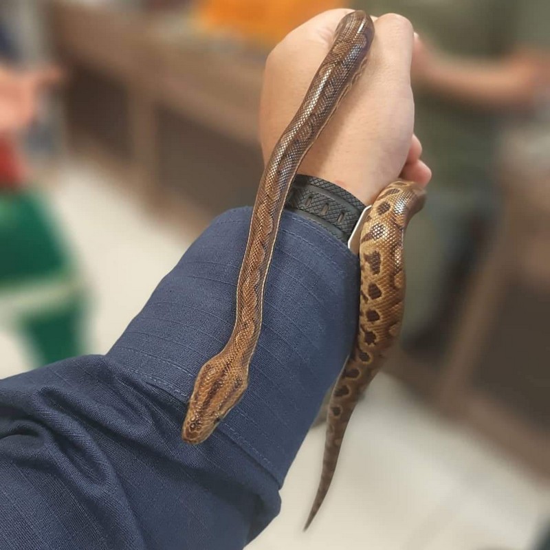 Bombeiros de Itapoa participam de instrucao de manejo de animais silvestres no Porto Itapoa 1