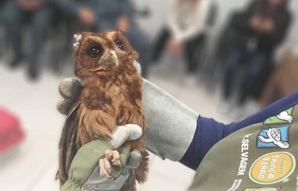 Bombeiros de Itapoa participam de instrucao de manejo de animais silvestres no Porto Itapoa 2