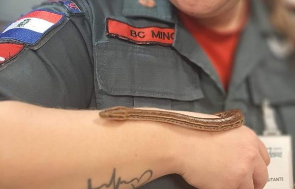 Bombeiros de Itapoa participam de instrucao de manejo de animais silvestres no Porto Itapoa 3