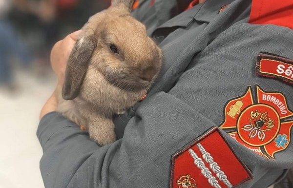 Bombeiros de Itapoa participam de instrucao de manejo de animais silvestres no Porto Itapoa 4