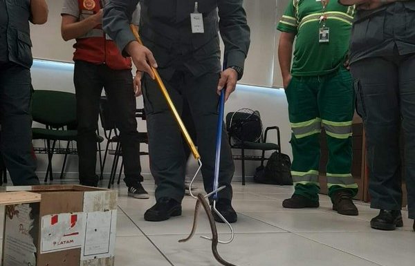 Bombeiros de Itapoa participam de instrucao de manejo de animais silvestres no Porto Itapoa 6