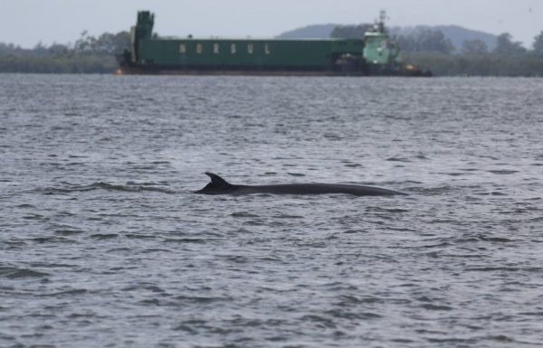 Registrada, em Itapoa, primeira aparicao de baleia-de-bryde na Baia da Babitnga 01
