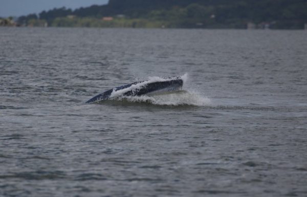 Registrada, em Itapoa, primeira aparicao de baleia-de-bryde na Baia da Babitnga 013