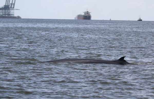 Registrada, em Itapoa, primeira aparicao de baleia-de-bryde na Baia da Babitnga 02
