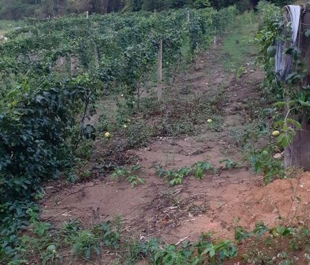 O que vem da nossa terra - Itapoa - Carla e Denilson - Arquivo Pessoal 01