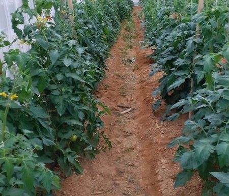 O que vem da nossa terra - Itapoa - Carla e Denilson - Arquivo Pessoal 02