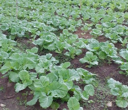 O que vem da nossa terra - Itapoa - Carla e Denilson - Arquivo Pessoal 03