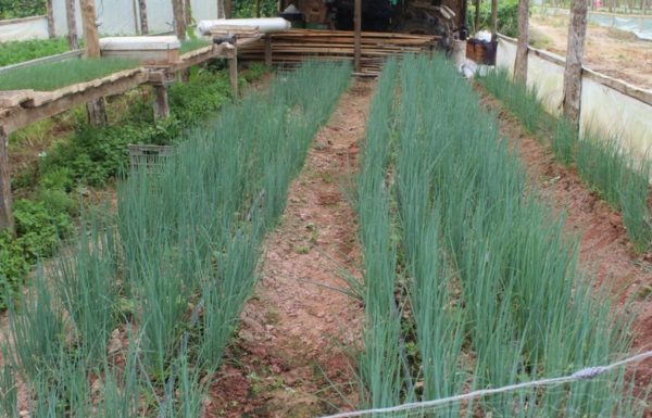 O que vem da nossa terra - Itapoa - Carla e Denilson - Arquivo Pessoal 04