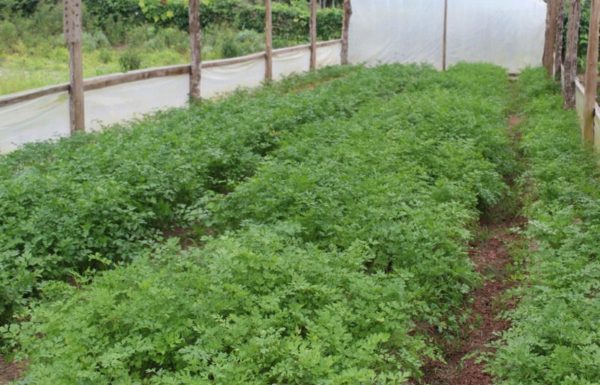 O que vem da nossa terra - Itapoa - Carla e Denilson - Arquivo Pessoal 05