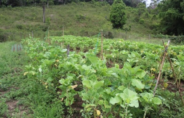 O que vem da nossa terra - Itapoa - Carla e Denilson - Arquivo Pessoal 06